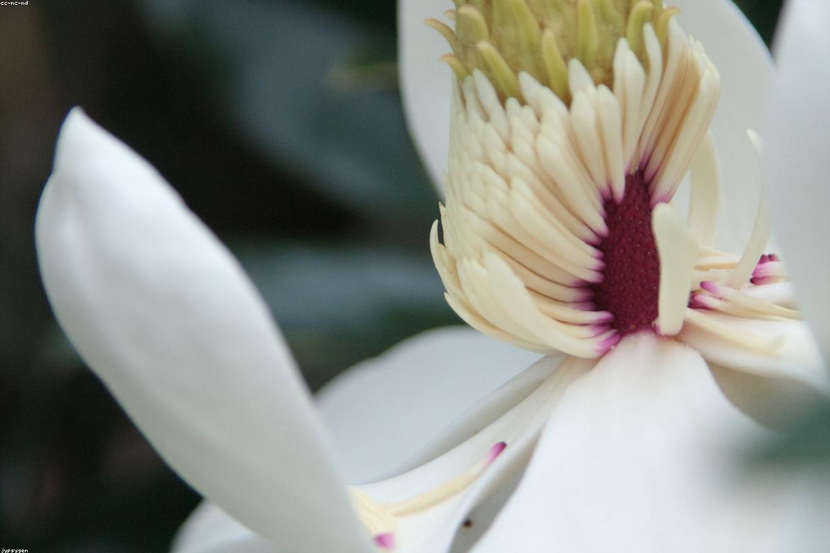Where does the scent come from? What your nose smells is a group of volatile molecules